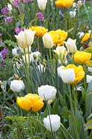 Pomponette jaune Tulipa ; Tulipa viridiflora Printemps Vert,Tulipa Coeur Blanc 