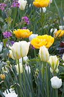 Tulipa Pomponette Jaune, Tulipa viridiflora Vert Printemps, Tulipa Coeur Blanc 