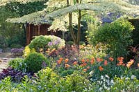 Situation du jardin avec cornouiller pagode et alii, Cornus controversa Variegata, Tulipa Orange Emperor, Buxus, Acer palmatum, Heuchera 