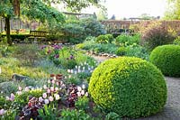 Situation du jardin avec Buxus, Euphorbia, Tulipa Sweet Flag, Betula pendula Tristis, Heuchera Can Can 