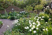 Tulipa White Triumphator, Tulipa Super Parrot, Narcisse Thalia, Fritillaria persica Cloches d'ivoire, 