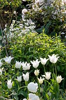 Lit avec Tulipa White Triumphator, Rhododendron, Lunaria annua Alba 