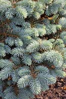 Épinette bleue, Picea pungens Glauca Globosa 