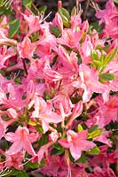 Azalée viscosa, Rhododendron viscosa Jolie Madame 