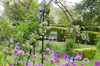 Siège dans le jardin avec plantes grimpantes et oignons ornementaux, Solanum crispum Glasnevin, Allium giganteum, Allium Purple Sensation 