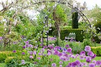 Siège dans le jardin avec plantes grimpantes et oignons ornementaux, Solanum crispum Glasnevin, Allium giganteum, Allium Purple Sensation 