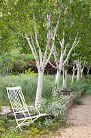 Les bouleaux, Betula jaquemontii Grayswood Ghost 