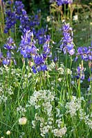 Iris sibirica Perry's Blue, Luzula nivea 