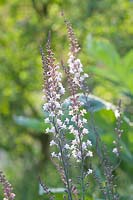 Linaire vulgaire,Linaria purpurea Canon J.Went 