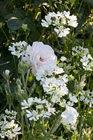 Rosa Maria Mathilde, Orlaya grandiflora 