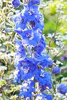 Portrait delphinium, Delphinium elatum Nouveau millénaire ciel ensoleillé 