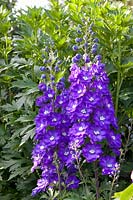 Portrait delphinium, Delphinium elatum Nouveau millénaire ciel ensoleillé 