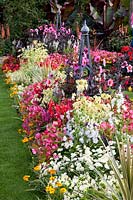 Lit coloré avec plantes annuelles, Dahlia Bishop of Auckland, Begonia, Penstemon, Campanula 