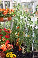 Tomates en serre, Solanum lycopersicum, Begonia, 