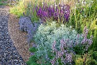 Lit d'herbes aromatiques, Thymus, Salvia nemorosa, Nepeta, Artemisia 