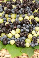 Mûre, myrtille, groseille, Rubus fruticosa, Vaccinium myrtillus, Ribes uva-crispa 
