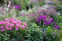 Lit avec Phlox paniculata Judy, Monarda, Géranium Rozanne, Lythrum, Veronicastrum virginicum Rose Glow 