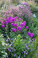 Lit avec Phlox paniculata, Monarda, Géranium Rozanne, Lythrum, Veronicastrum virginicum Rose Glow 