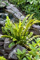 Fougère langue de cerf sur un ruisseau, Asplenium scolopendrium 
