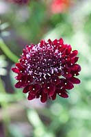 Portrait Scabiosa, Scabiosa atropurpurea Chili Noir 