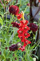 Scabiose et Glaïeul,Scabiosa atropurpurea Chili Noir,Gladiolus hortulanus Flevo Vito 