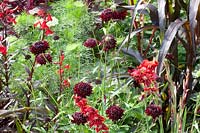 Scabiosa et Glaïeul,Scabiosa atropurpurea Chili Noir,Gladiolus hortulanus Flevo Vito 