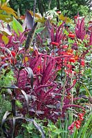 Lit avec rideaux en velours Amaranthus cruentus, Pennisetum glaucum Purple Majesty, Zinnia elegans Scarlet Flame, Lobelia fulgens Red Tower 