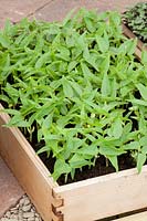 Micro salade de haricots mungo, Vigna radiata 