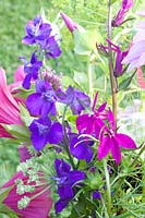 Lobelia speciosa Hadspen Purple, Consolida ajacis Imperial 