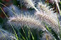 Penninegrass, Pennisetum alopecuroides Hameln 