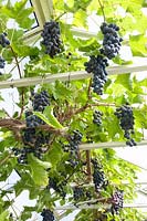 Raisins portrait en serre, Vitis vinifera 