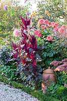 Lit avec Amaranthus cruentus, Sedum Herbstfreude, Dahlia American Dawn, Dahlia David Howard 