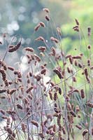 Stand de graines de bouton de prairie, canneberge Sanguisorba officinalis Cangshan 