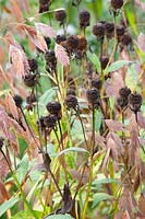 Graines de tournesol et d'herbe à épis plats, Helenium, Chasmanthium latifolium 
