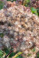 Stand de graines de Wasserdost, Eupatorium maculatum parapluie géant 