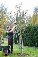 Femme coupant un pommier en hiver, Malus domestica Topaz 