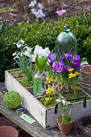 Coffret rustique en bois avec plants d'oignons, Galanthus nivalis, Eranthis hyemalis, Crocus vernus Jeanne d'Arc, Crocus vernus Flower Record, Hyacinthus 