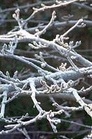 Branches de viorne en gelée, Viburnum plicatum Cascade 