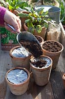 Cultiver des herbes avec des disques de graines, basilic, persil, roquette, ciboulette, Ocimum basilicum, Petroselinum, Eruca sativa, Allium schoenoprasum, ÉTAPE 5 