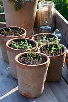 Semis d'aneth, basilic, ciboulette et roquette en pot, Anethum graveolens, Ocimum basilicum, Allium schoenoprasum, Eruca sativa 
