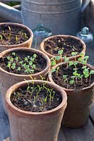 Semis d'aneth, basilic, ciboulette et roquette en pot, Anethum graveolens, Ocimum basilicum, Allium schoenoprasum, Eruca sativa, ÉTAPE 6 