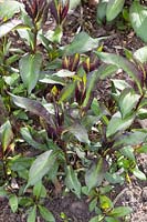 Fleur de flamme en herbe, Phlox paniculata Starfire 