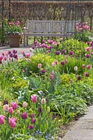Lit avec tulipes et plantes vivaces, Tulipa Jazz, Tulipa Victoria's Secret, Tulipa Elegant Lady, Tulipa China Pink, Tulipa Playgirl 