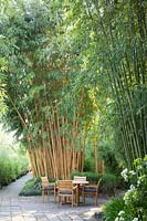 Siège devant le bambou, Phyllostachys vivax Aureocaulis, Phyllostachys atrovaginata 