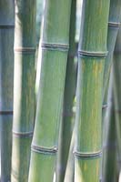 Bambou, Phyllostachys parvifolia 
