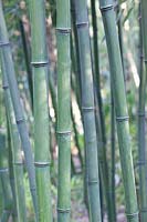 Bambou, Phyllostachys aureosulcata 