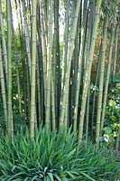 Bambou, Phyllostachys atrovaginata 
