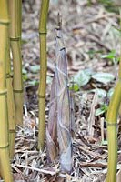 Pousse de bambou portrait, Phyllostachys aureosulcata Harbin-inversa 