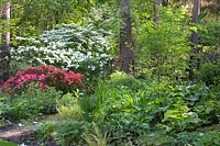 Jardin forestier avec azalée, rhododendron, Viburnum plicatum Mariesii, Viburnum rotundifolium, Hosta 