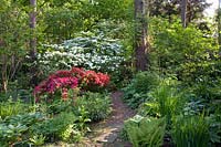 Jardin forestier, azalée, rhododendron, Viburnum plivatum Mariesii, Viburnum rotundifolium 